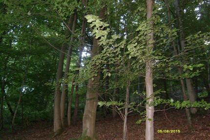 Waldgrundstücke - 3,00&nbsp;EUR Kaltmiete, ca.&nbsp; 0,00&nbsp;m&sup2; in Bad Bibra (PLZ: 06647)