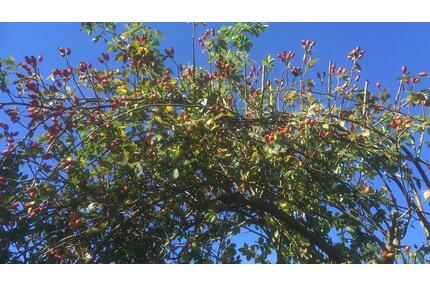 Pachtgarten mit privatem Holzhaus in liebevolle Hände abzugeben - Magdeburg Diesdorf