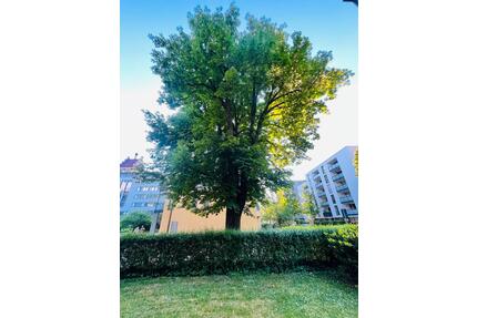 Gartenparadies in Freiburg Herdern - Freiburg im Breisgau