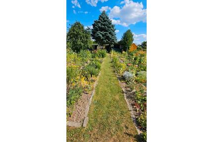 Pachtgarten, Kleingarten, Schrebergarten in Bischheim abzugeben - Kamenz
