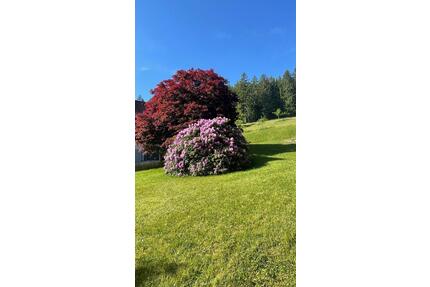 3,5 Zimmerwohnung Baiersbronn - 680,00&nbsp;EUR Kaltmiete, ca.&nbsp; 85,00&nbsp;m&sup2; in Baiersbronn (PLZ: 72270)