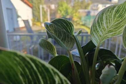 Haus zum Kaufen in Darmstadt 749.000,00 € 181 m²