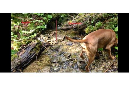 idyllischer Bergwald mit Bachlauf - Gemeinde Jungholz - Pfronten