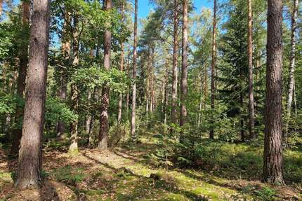 Kiefern-Mischwald auf dem Plateau über dem Ziegenhainer Tal