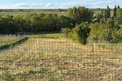 Wiese HundewieseFreizeitgrundstück in Jugenheim zu verpachten - Ober-Olm