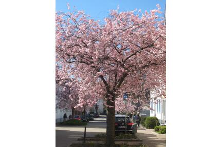 Loft in Haan - Gruiten zu vermieten