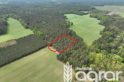 Ein Stück märkische Waldidylle am Stadtrand von Cottbus - Kiefernwald (ca. 0,5 ha)