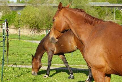 Haus zum Kaufen in Eppingen 790.000,00 € 135 m²