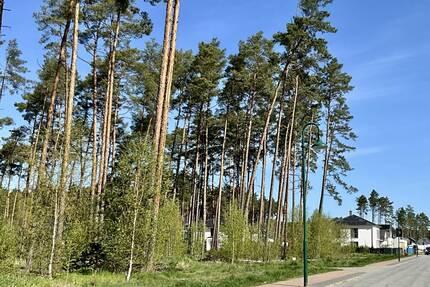 Baugrundstück in naturnaher Lage von Borkwalde - Borkwalde / Alt Bork