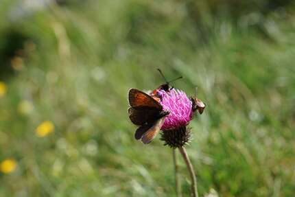 Grundstück zu verkaufen in Markkleeberg 860.000,00 € 1200 m²