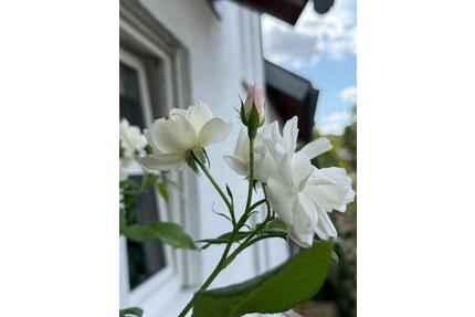 Kleines, wunderschönes Zuhause ( möbeliert ) in bester Lage - Worms Nördliche Vororte