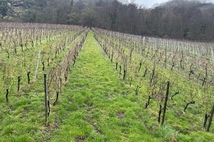 Piesporter Weinberge kostenlos zu verpachten oder günstig zu verk