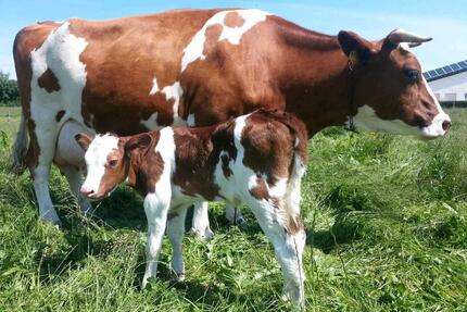 Ferienwohnung Ferienhaus Eifel Bauernhof Kühe Hühner Pony - Bleialf
