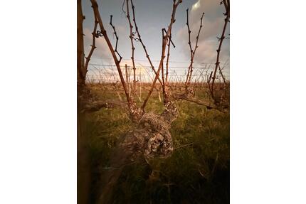 Weinberg Leistadt 2100 m2 Bad Dürkheim