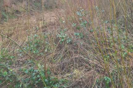 Grundstück zu verkaufen in Bad Driburg 1.250.000,00 € 7500 m²