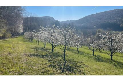 Kirschenplantage zu verpachten - 200,00&nbsp;EUR Kaltmiete, ca.&nbsp; 0,00&nbsp;m&sup2; in Pretzfeld (PLZ: 91362)