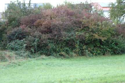 Grundstück zu verkaufen in Königsbach-Stein 164.000,00 € 315 m²