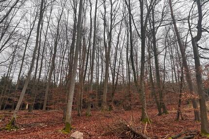 Waldgrundstück in Greding - 2,00&nbsp;EUR Kaltmiete, ca.&nbsp; 0,00&nbsp;m&sup2; in Greding (PLZ: 91171)