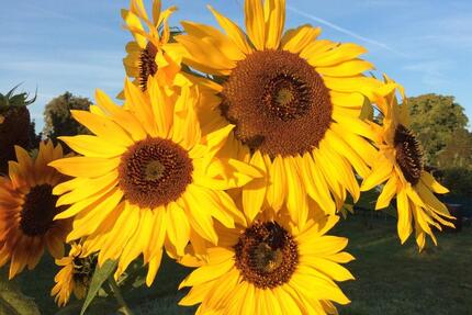 Garten in Gröna - 130,00&nbsp;EUR Kaltmiete, ca.&nbsp; 0,00&nbsp;m&sup2; in Bernburg (Saale) (PLZ: 06406)