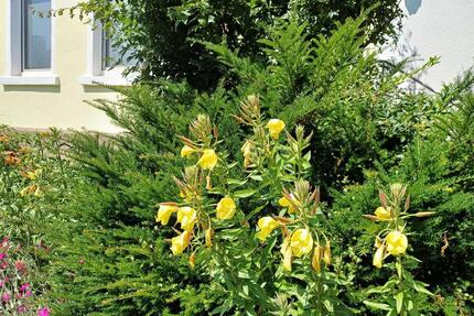 Uninahes Mieten auf Zeit für Studenten , Dozenten, Unimitarbeiter - Witten Heven