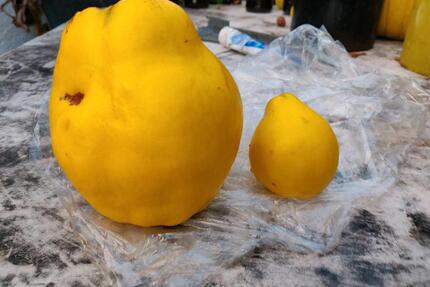 mini Waldgarten - 750,00&nbsp;EUR Kaltmiete, ca.&nbsp; 0,00&nbsp;m&sup2; in Neu-Anspach (PLZ: 61267)