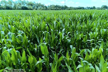 Ackerland (1 Flurstück) in der Nähe von Delbrück