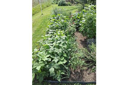 Freie Gartenparzellen in unserer Kleingartenanlage - Anklam