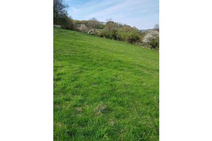 Stall Unterstand Wiese Weidefläche Sommerweide - Bad Pyrmont