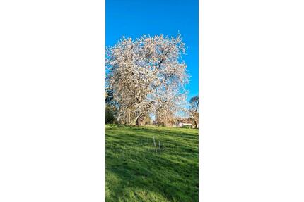 für Natur- und Tierliebhaber, Haus mit 4100m² Grstk.südl. Rostock - Jördenstorf