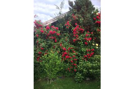 Kleingarten Brockesweg in Cuxhaven