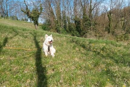 FreizeitgrundstückWald - 120,00&nbsp;EUR Kaltmiete, ca.&nbsp; 0,00&nbsp;m&sup2; in Bensheim (PLZ: 64625)