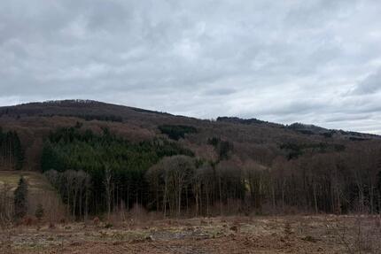Wald Grundstück in der bayrischen Rhön - Riedenberg