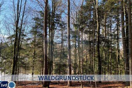 RESERVIERT! SCHÖNES WALDGRUNDSTÜCK CA. 1045 M² GRUNDSTÜCKSFLÄCHE - Auerbach Prechhausen