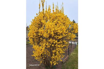 KleingartenPachtgarten - 800,00&nbsp;EUR Kaltmiete, ca.&nbsp; 0,00&nbsp;m&sup2; in Brandenburg an der Havel (PLZ: 14772) Görden