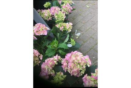 2 Zimmerwohnung mit Wohnküche, Balkon&Garten - Heilbronn Kernstadt