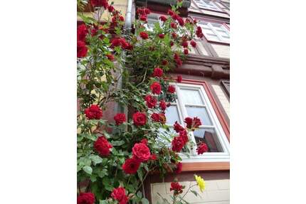 Leben in historischer Umgebung in Halberstadt!