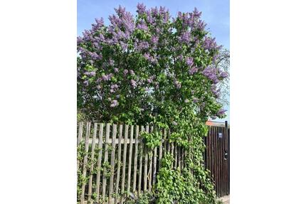 Pachtgarten Garten 900 m2 mit Laube 60 m2 Gotha am Schmalen Rain