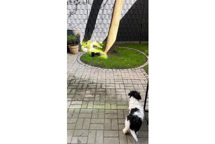 2-Zimmer-Wohnung mit Garten zur Zwischenmiete - Berlin Mitte