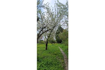 Schrebergarten bei Wolfenbüttel günstig zu verpachten - Salzgitter Ortschaft Südost