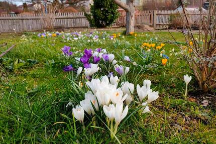 Kleingarten im KGV Bodenreform e.V. (Pacht) - Limbach-Oberfrohna