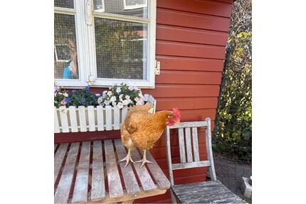 Ankommen und wohlfühlen: Ihr neues Zuhause - Henstedt-Ulzburg