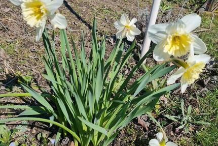 Kleingarten mit Potenzial - 950,00&nbsp;EUR Kaltmiete, ca.&nbsp; 0,00&nbsp;m&sup2; in Leipzig (PLZ: 04179) Altwest