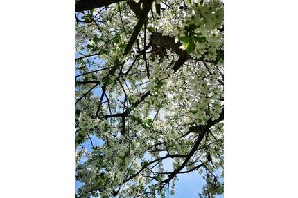 Garten-Freizeitgrundstück (Eigentumsland) im schönen Kiekebusch - Cottbus