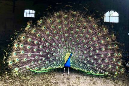 Ich habe das Paradies entdeckt. Resthof in absoluter Alleinlage. - Seefeld