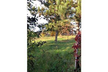Einfamilienhaus mit ca. 1.790,00 m² großer Wiese in ländlicher Lage von Querfurt