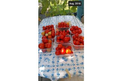 Großer Garten in Kleingartenanlage - Greifswald Eldena