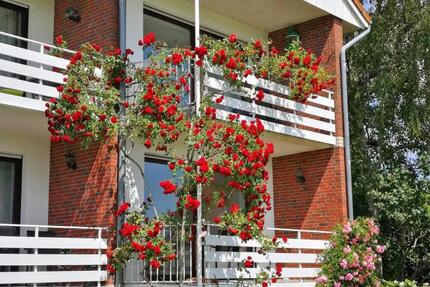 Rosige Zeiten! Wohnung im Reihenhaus-Stil direkt am Deich: 2 Wohneinheiten, 2 Küchen, 2 Bäder! - Wangerland