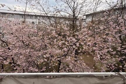 Charmante 1,5-Zimmer-Wohnung mit Tiefgarage am Olympiapark – ruhig & zentral zugleich - München Moosach