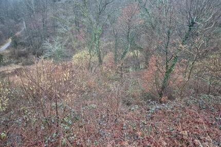 1152m² Waldfläche stark durchforstet, schwer zu bewirtschaften. - Hennef (Sieg)
