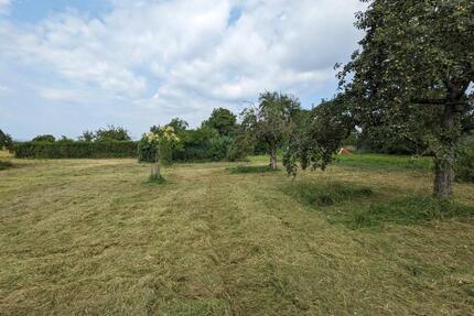 Wiese in Bietigheim Stückle Baumwiese Grundstück - Bietigheim-Bissingen